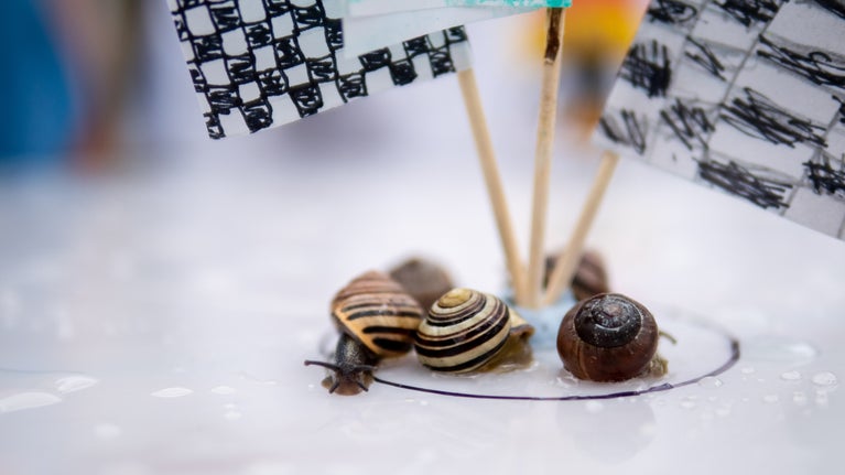 Snails gather for a race